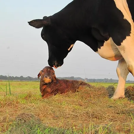 Boerderij Honswijck *